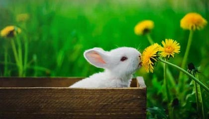 开云真人体育娱乐-兰斯主场_取胜里尔，实现反弹连胜，兰斯足球俱乐部